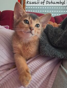 Abessinier Kitten in blue - Laichingen