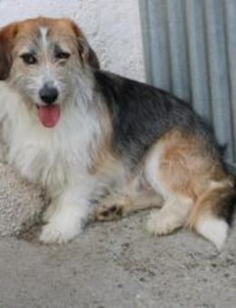 Tusko - zutraulich u. sehr lieb - Lohra