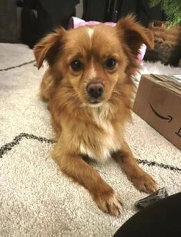 Pippinus ist süß, neugierig und putzig!! - Karben