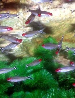 Aquarium Fisch; Rotkopfsalmler (Hemigrammus bleheri) *TOP* - Erftstadt