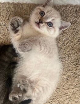 Bkh-Kitten Silver Point - Leer (Ostfriesland)