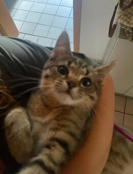 American short hair mix - Ichenhausen