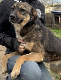 CLIO~will richtig durchgekuschelt werden - Duisburg