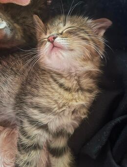 Maine Coon mix kitten - Wächtersbach