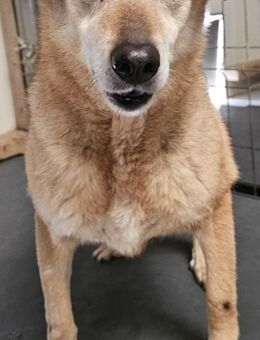 CHERIE sucht einen GNADENBROTPLATZ - Weilheim (Oberbayern)