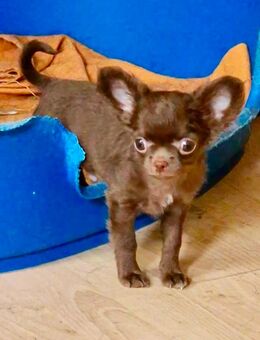 Chihuahuawelpen - Chemnitz