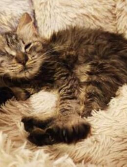 Schmusiges Tigerchen Adora sucht Zuhause - Margetshöchheim