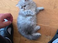Baby katzen - Solingen (Klingenstadt)