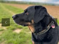 Finn sucht ein neues zu Hause - Vaihingen (Enz)