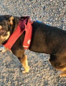 Süße ♥Stella♥ treuer Schatz auf 4 Pfoten - Hamburg