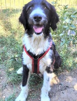 Maleene, freundlich, anhänglich, ruhig - Alfeld