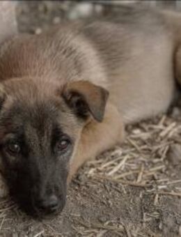 Boskopp, 3 Monate, sucht ein Zuhause - Bochum