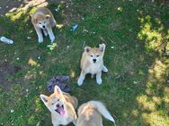 Welpen Japanische Akita Inu - Duisburg