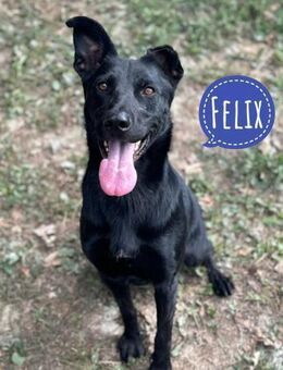 Felix ein Gute-Laune Bringer - Flörsheim-Dalsheim