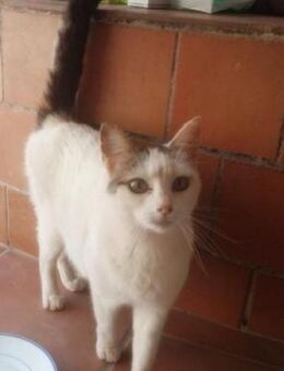 Clara-Katzendame sucht sicheres Zuhause - Bad Camberg