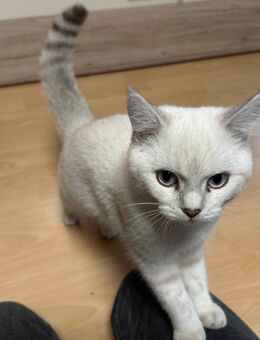 BKH Kater in weiß 6 Monate - Dormagen