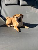 Deckrüde Retromops in 49584