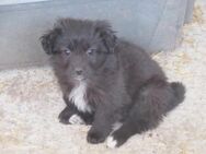 Beky ist unser kleine Kuschelmaus 🐾 - Elsdorf (Nordrhein-Westfalen)