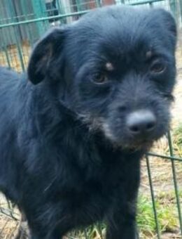 Liebenswerter Mack hofft auf euch - Olsberg