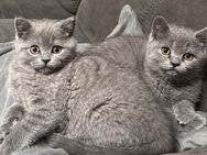 WUNDERSCHÖNE Katzenbabys BKH blau - Essen