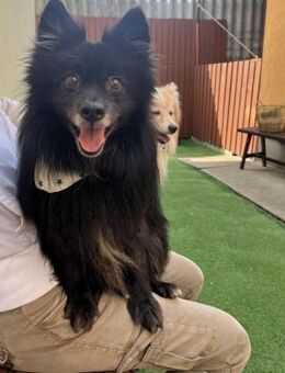 Casper SR Maus sucht Herzensmenschen - Neustadt (Rübenberge)