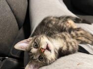 Hauskatze weiblich zu Adoptieren - Neuffen Zentrum