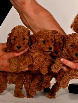 Bildschöne Toy Pudel Welpen - Bad Essen