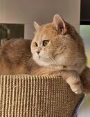 Bkh Deckkater blue golden shell ay12 mit Stammbaum Champion in 36100