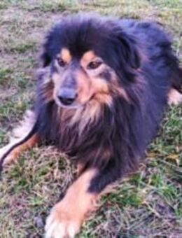 Fluffy Fellkugel Jack sucht ein Zuhause - Overath