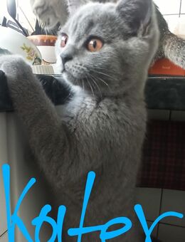BKH Junge Kater Eine letzte kitten - Schwäbisch Gmünd Zentrum
