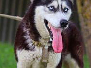 Maya, fröhliche Husky-Hündin, ca. 7 J - Vaterstetten