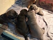 Englische Bulldoggen Cane Corso Mix - Speyer