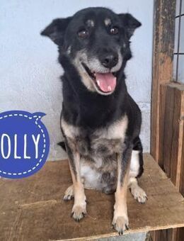 Colly ein wundervoller Schatz - Mannheim