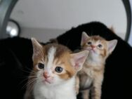 Abessinier Kitten Edel mix - Witten