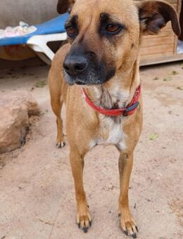 Luna - liebenswertes Hundemädchen - Bad Camberg