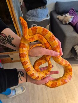 Verkaufe 2 Kornnattern - Bochum Dahlhausen