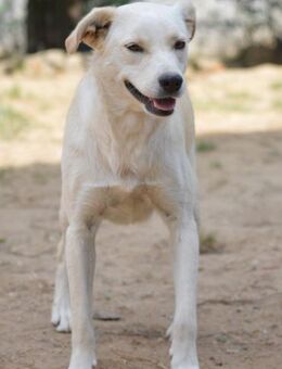 Carina, Pflegestelle in NRW - Bad Vilbel