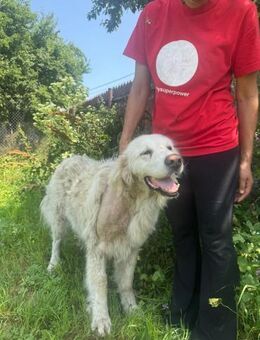 🐕 Tapferer Fram sucht Ruhe 🏡 - Eislingen (Fils)