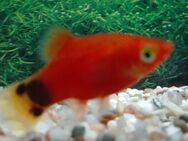 Platy Micky-Maus rot - Hohenroth