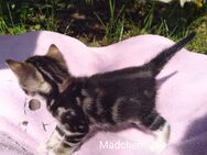 Bengal-BKH-Mix-Kitten - verspielt und bereit, die Welt zu entdecken - Mücheln (Geiseltal) Zentrum