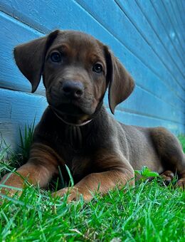 Rhodesian Ridgeback mit Papieren - Westerkappeln