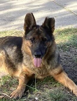 Tara - wer schenkt ihr ein Zukunft? - Köln