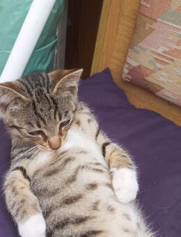 Ein kleiner grauer Kater sucht ein Zuhause - Raguhn-Jeßnitz Schierau