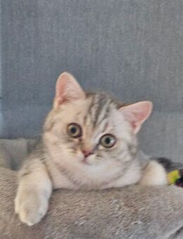 Zuckersüße BKH Kitten - Osnabrück