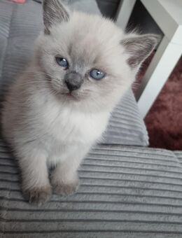 BKH-KITTEN - Remscheid