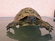 Griechische Landschildkröte #2 Testudo hermani geb. 2006 männlich zu verkaufen - Neu Ulm