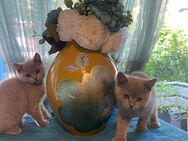 BKH Kitten in Farbe Lilac abgabebereit - Dortmund