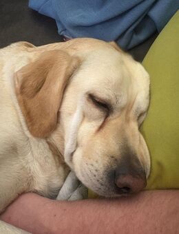 Labrador Welpen - Neuenhaus Zentrum