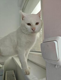 Hübscher, tapferer Kater Cole - Karlsruhe