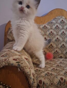Ragdoll kitten - Hörstel